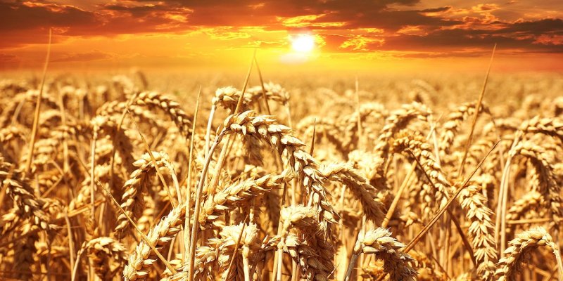 Symbolbild LAG Landwirtschaft